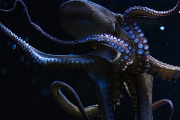 Kraken 2025 ссылка