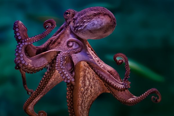 Kraken торговая площадка ссылка